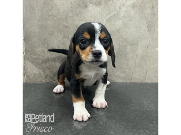 Beagle-Dog-Male-Black White / Tan-31624-Petland Frisco & Mckinney, Texas