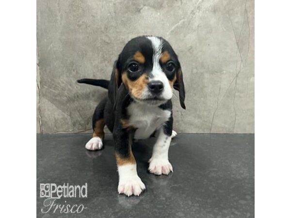 Beagle Dog Male Black White / Tan 31624 Petland Frisco, Texas