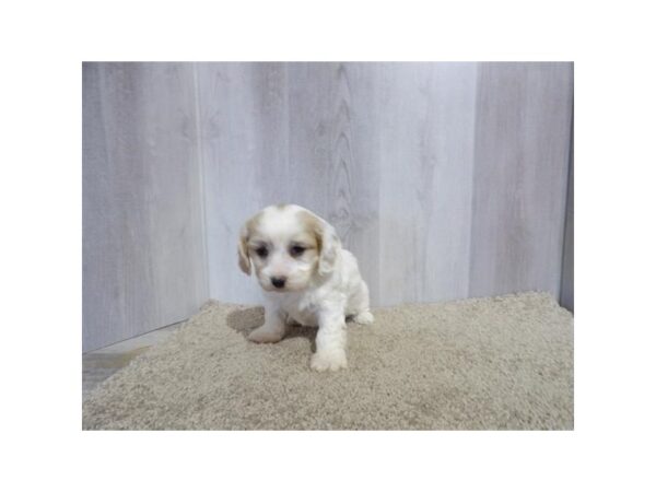 [#31651] Blenheim Female Cavachon Puppies For Sale