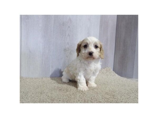 [#31652] Blenheim Male Cavachon Puppies For Sale