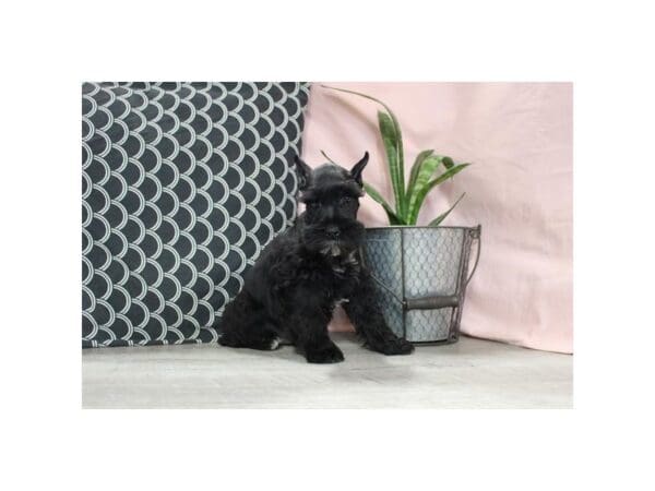 [#31658] Black Male Miniature Schnauzer Puppies For Sale