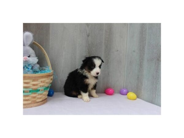 [#31653] Black Tan / White Female Miniature Australian Shepherd Puppies For Sale