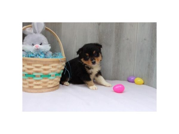 [#31654] Black Tan / White Male Miniature Australian Shepherd Puppies For Sale