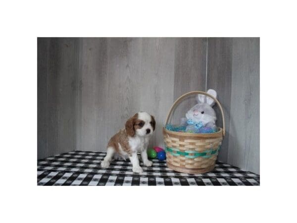 [#31657] Blenheim Male Cavalier King Charles Spaniel Puppies For Sale