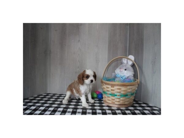 [#31657] Blenheim Male Cavalier King Charles Spaniel Puppies For Sale
