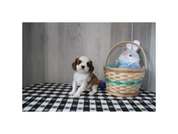 [#31659] Blenheim Male Cavalier King Charles Spaniel Puppies For Sale