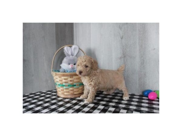 [#31655] Red Male Poodle Mini Puppies For Sale