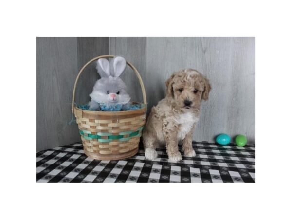 Poodle Mini-Dog-Male-Apricot-31656-Petland Frisco & Mckinney, Texas