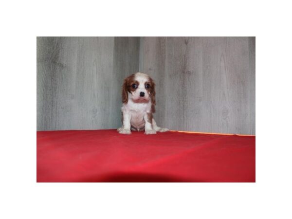 [#31660] Tri-Colored Female Cavalier King Charles Spaniel Puppies For Sale