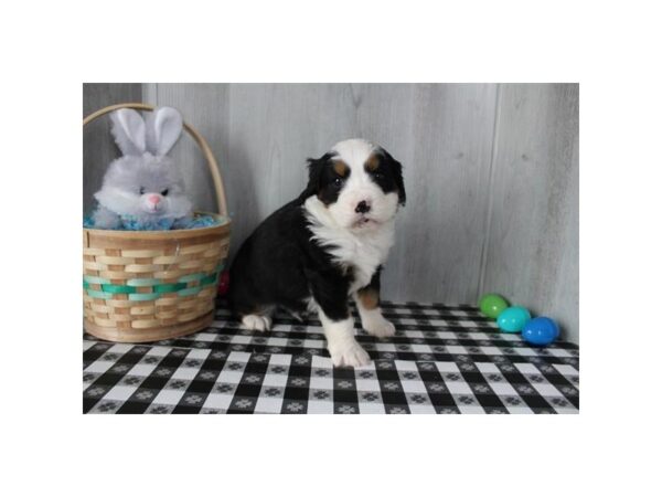 [#31662] Tri-Colored Male Mini Bernese Puppies For Sale