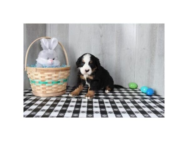 [#31661] Tri-Colored Male Mini Bernese Puppies For Sale
