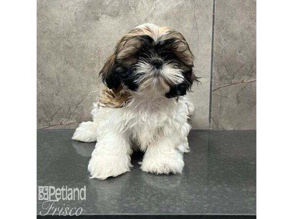 Shih Tzu-Dog-Female-Tri-31612-Petland Frisco & Mckinney, Texas