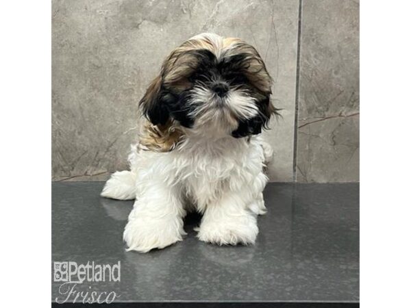 Shih Tzu Dog Female Tri 31612 Petland Frisco, Texas