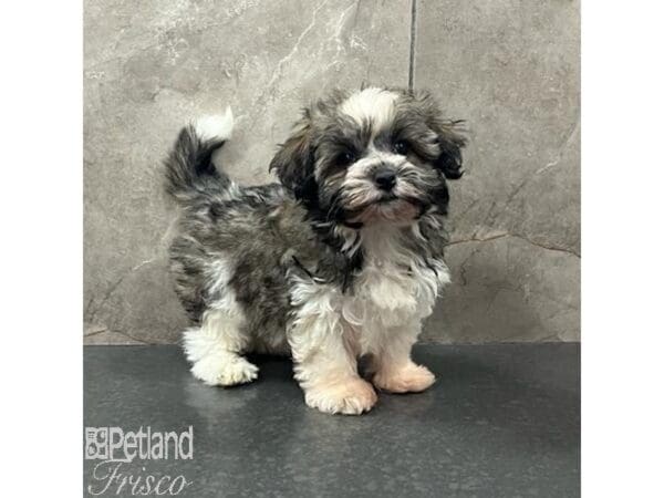 [#31634] Sable / White Female Havanese Puppies For Sale