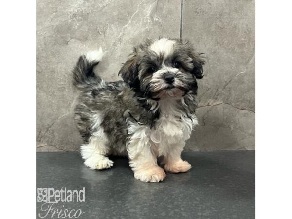 Havanese Dog Female Sable / White 31634 Petland Frisco, Texas