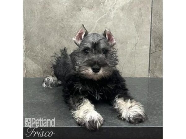 [#31640] Salt and Pepper Male Miniature Schnauzer Puppies For Sale
