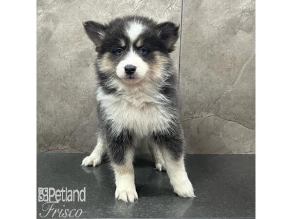 [#31642] Blue and White Female Pomsky Puppies For Sale