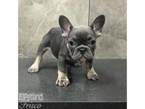 [#31647] Blue and Tan Female French Bulldog Puppies For Sale