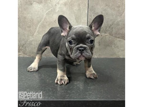 French Bulldog Dog Female Blue and Tan 31647 Petland Frisco, Texas