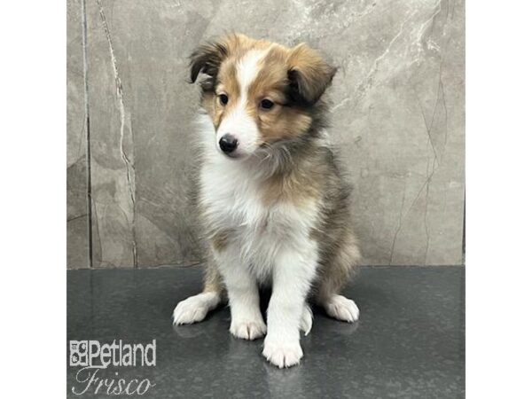 Shetland Sheepdog Dog Female Sable and White 31650 Petland Frisco, Texas