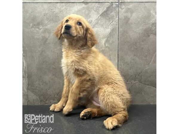 Golden Retriever-Dog-Female-Golden-31616-Petland Frisco & Mckinney, Texas