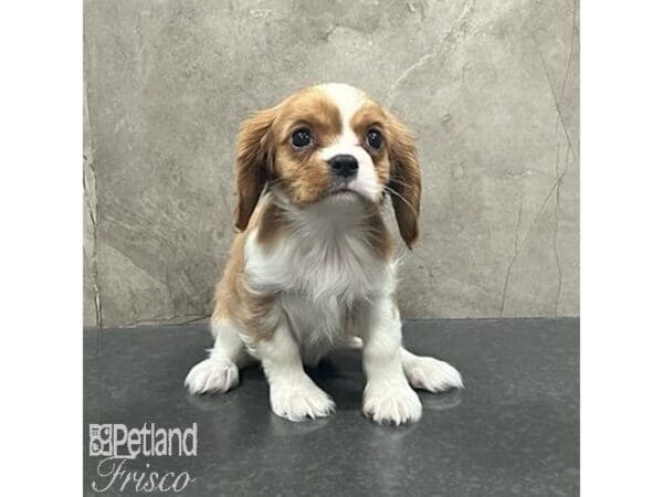 Cavalier King Charles Spaniel-Dog-Female-Blenheim / White-31631-Petland Frisco, Texas