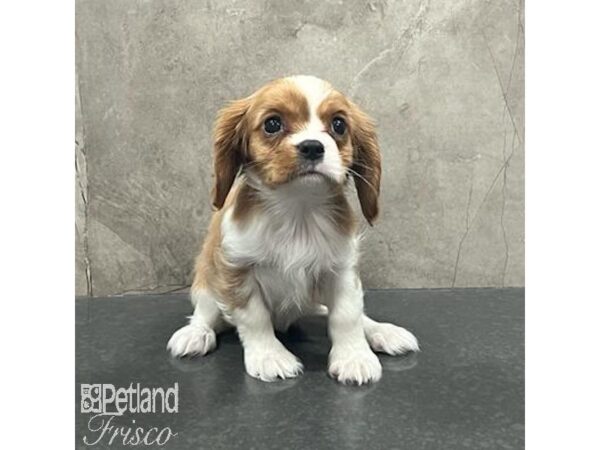 Cavalier King Charles Spaniel Dog Female Blenheim / White 31631 Petland Frisco, Texas