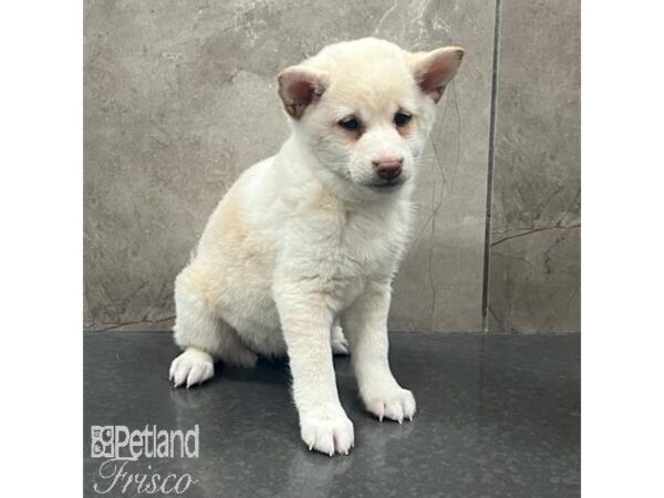 Shiba Inu-Dog-Female-Cream-31632-Petland Frisco & Mckinney, Texas