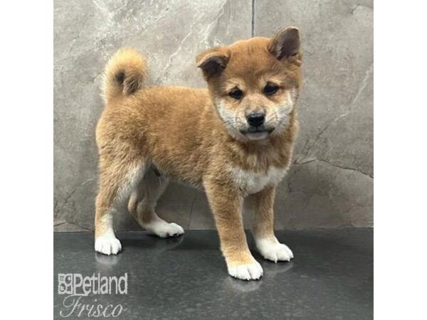 Shiba Inu Dog Male Red 31636 Petland Frisco, Texas