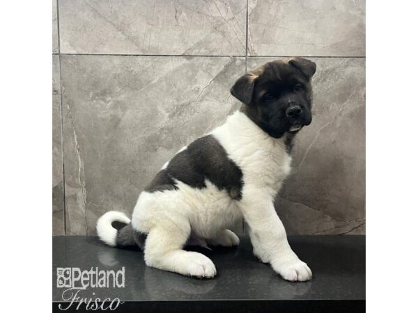 Akita-Dog-Male-Black and White-31644-Petland Frisco, Texas