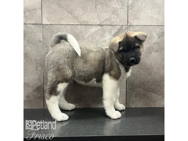 Akita Dog Male Black and Silver 31645 Petland Frisco, Texas