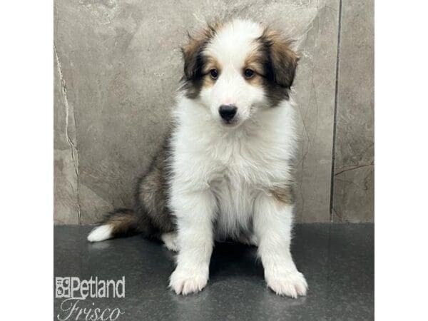Shetland Sheepdog-Dog-Male-Sable and White-31649-Petland Frisco, Texas