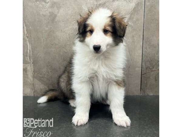 Shetland Sheepdog Dog Male Sable and White 31649 Petland Frisco, Texas