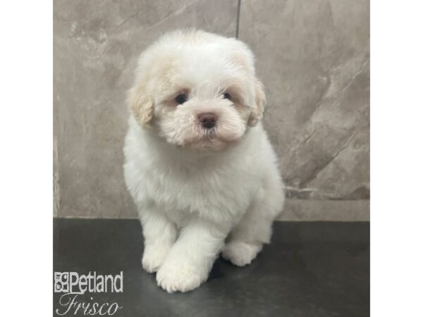 Shihpoo-Dog-Female-Cream-31629-Petland Frisco & Mckinney, Texas