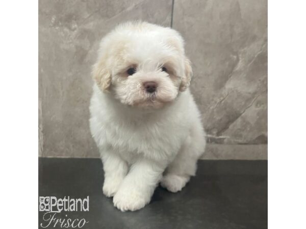 Shihpoo-Dog-Female-Cream-31629-Petland Frisco, Texas