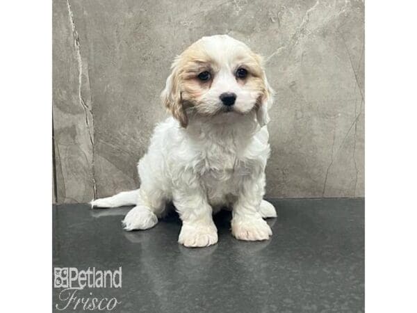 [#31651] Blenheim Female Cavachon Puppies For Sale