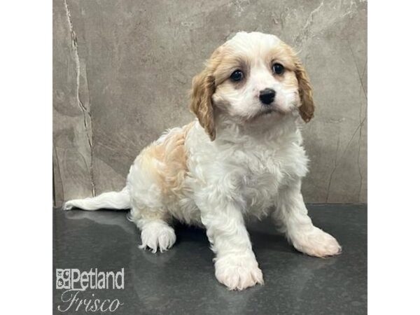 Cavachon-Dog-Male-Blenheim-31652-Petland Frisco & Mckinney, Texas