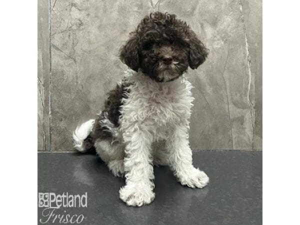 [#31663] Chocolate / White Male Goldendoodle Mini Puppies For Sale