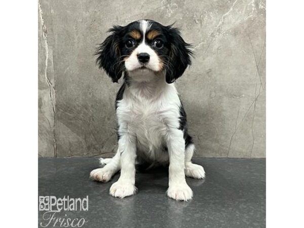 Cavalier King Charles Spaniel-Dog-Female-Tri-Colored-31660-Petland Frisco & Mckinney, Texas