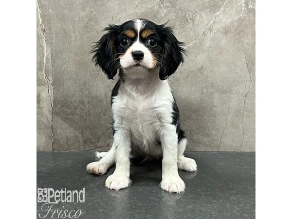 Cavalier King Charles Spaniel Dog Female Tri-Colored 31660 Petland Frisco, Texas