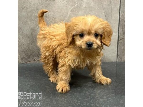 Goldendoodle Mini Dog Female Red 31672 Petland Frisco, Texas