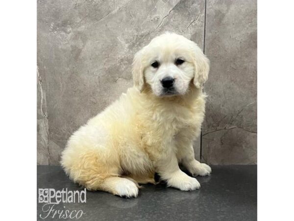 Golden Retriever-Dog-Female-Golden-31676-Petland Frisco & Mckinney, Texas