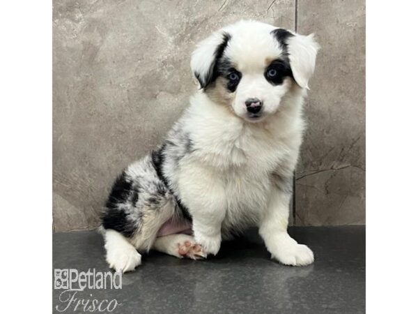 Miniature Australian Shepherd Dog Female Blue Merle 31677 Petland Frisco, Texas