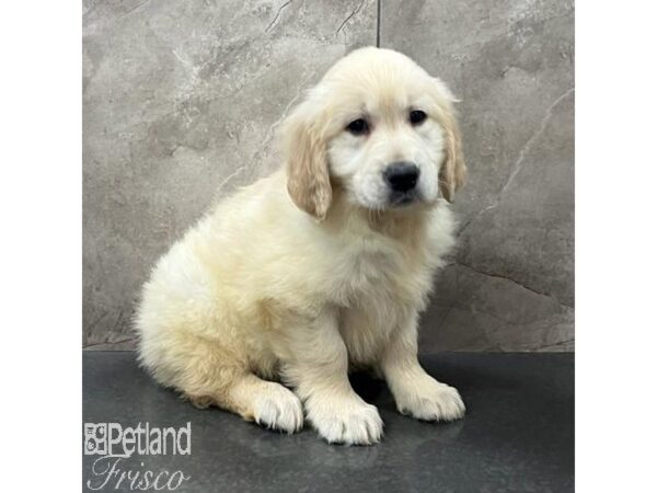 Golden Retriever Dog Male Golden 31678 Petland Frisco, Texas