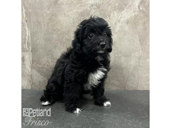 Mini Aussiepoo Dog Female Black 31518 Petland Frisco, Texas