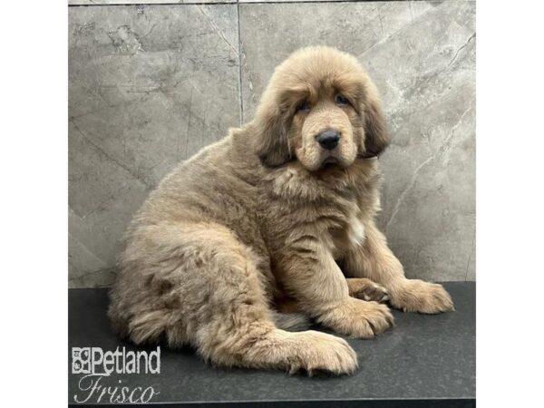 Tibetan Mastiff-Dog-Male-Sable-31544-Petland Frisco & Mckinney, Texas