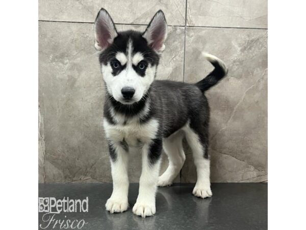 Siberian Husky Dog Female Black / White 31554 Petland Frisco, Texas