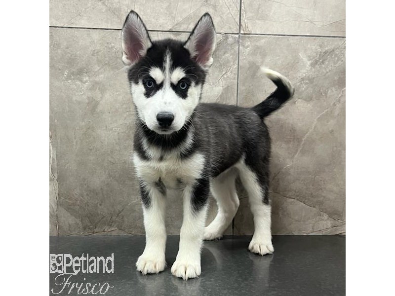 Siberian Husky Dog Female Black / White 31554