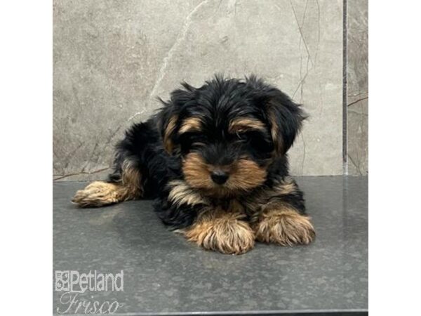 Yorkshire Terrier Dog Female Black & Tan 31576 Petland Frisco, Texas