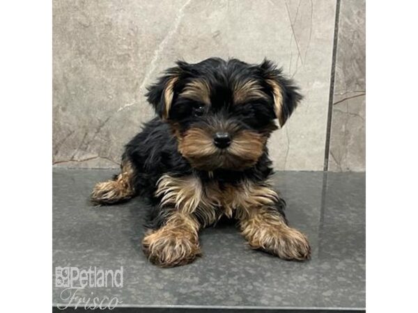 Yorkshire Terrier Dog Female Black & Tan 31577 Petland Frisco, Texas